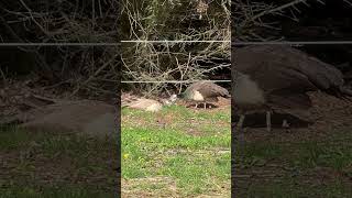 Beautiful Peahen siblings peafowl nature peahen peacok birds [upl. by Engapmahc]