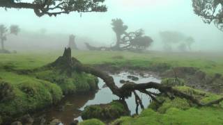 MADEIRA two faces of Fanal hdvideo [upl. by Ardel862]