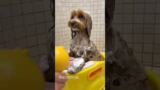 Valuta il mio bagnetto da 1 a 5 🛀🐥 dogbath maltipoo bathtime [upl. by Nov]