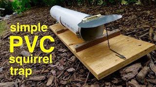 How to Make ● a Humane PVC SQUIRREL TRAP that works [upl. by Anuqahs]