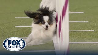 Lark the Papillon wins 8quot title at 2022 Masters Agility Championship  Westminster Kennel Club [upl. by Baudoin]