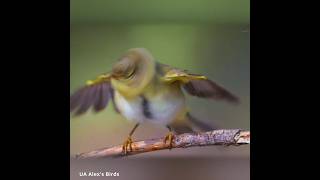 Вівчарик Ковалик  кумеднийТАНЦЮРИСТ funny DANCER Common Chiffchaff birds птах wildlife [upl. by Isla]