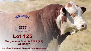 Lot 125 Morganvale Scotch S225 PP [upl. by Garibull]