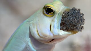 How Fish Adapted to Carry Eggs in Their Mouths [upl. by Ling]