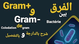 coloration de gram  Gram  Gram شرح باللغة العربية biologie gram biologiecellulaire [upl. by Neeuq726]