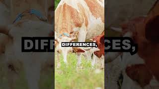 shorts didyouknow Cows Have Accents The Surprising World of Animal Communication [upl. by Three]