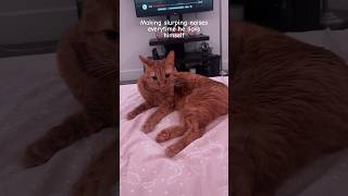 Slurping sound prank on cat 😭 he hates me [upl. by Salokcin]