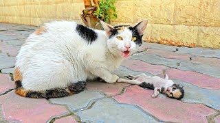 A crying mother cat brought her dying kitten to a man Just unbelieveble [upl. by Mellitz]