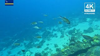 4K Curaçao Underwater Background  MARIE PAMPOEN  Relaxing Wallpaper Screensaver  21 [upl. by Derfnam]