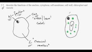 23 Cell function [upl. by Llezom]