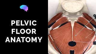 Pelvic Floor Anatomy 3D Anatomy Tutorial  UKMLA  CPSA [upl. by Hanna]