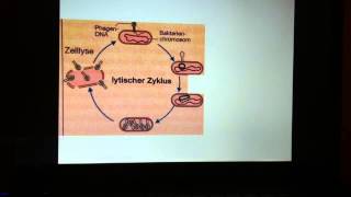 Vermehrung von Phasen  Vermehrungszyklus Bakteriophagen [upl. by Allys]