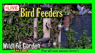 🔴LIVE  Bird Feeders🐦By Day  Newt Pool By NightWildlife Garden Cam 01 [upl. by Yendor]