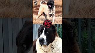 KANGAL 🆚 ☠️ ALABAI PITBULL 🆚 DOGO ARGENTINO DOGO ARGENTINO 🆚 KANGAL DOG FIGHT viral shorts [upl. by Ordisy]