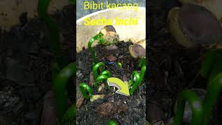 pembibitan SACHA INCHIshortvideo [upl. by Tshombe966]