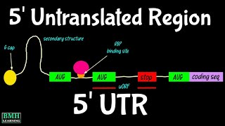 5 Untranslated Region  5 UTR  Five Prime UTR [upl. by Ottie]