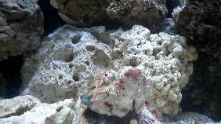 Stonefish Eating [upl. by Haimaj]