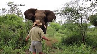 MAN HALTS CHARGING ELEPHANT [upl. by Natfa]