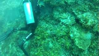 Montego Bay Scuba Dive 5 of 6  The Wall [upl. by Key]