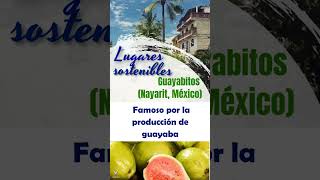 GUAYABITOS  mexico méxico mexicanfood sostenibilidad tradiciones tradiciónmexicana [upl. by Kentiggerma391]