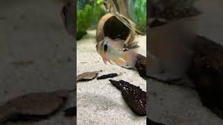 pez ramirezi music wakawaka dance fish acuarium trending shortvideo fishtank aquarium [upl. by Ilaw523]