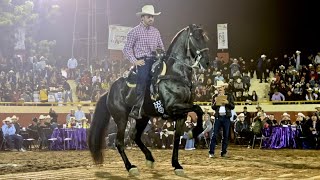 ⭐️Caballo DIVINO de LA GUASIMA en el CONCURSO DE CABALLOS BAILADORES de CULIACÁN [upl. by Ielirol]