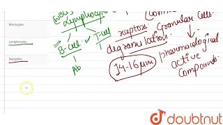 Largest corpuscles in human blood are [upl. by Cirdek500]