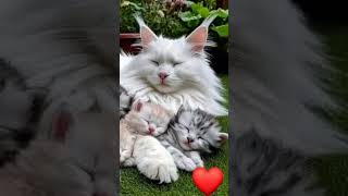 Gatos Brancos cat animais shorts viralvideo youtubeshorts gatos shortsyoutube animals short [upl. by Nnaynaffit]