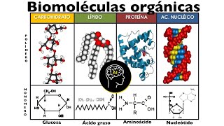 Biomoléculas presentes en células orgánicas carbohidratos lípidos proteínas y ácidos nucleicos [upl. by Bitthia]