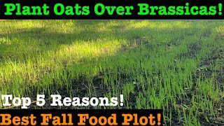 Best Fall Food Plot That Never Fails and Attracts Big Bucks Deer Prefer OATS Over Brassicas [upl. by Ignacio918]