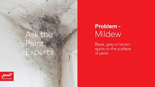 How to Paint Over Mildew  Ask the Paint Experts [upl. by Elodea]