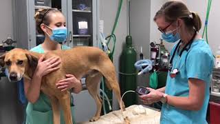 Checking for Hypertension in Senior Dogs A Vet Demonstrates Taking Blood Pressure [upl. by Lau]