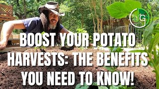 Urban Gardeners Boost Your Potato Harvest [upl. by Mathias]