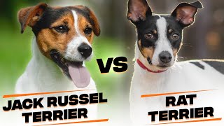 Difference Between a Jack Russell Terrier and a Rat Terrier [upl. by Neelya959]