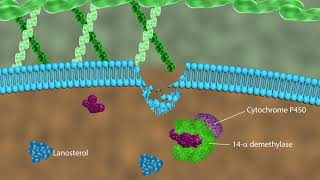 Mechanism of action of antifungal drugs [upl. by Allana]