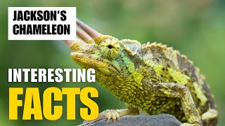 Exploring the Fascinating World of Jackson’s Chameleon  Interesting Facts  The Beast World [upl. by Paschasia]