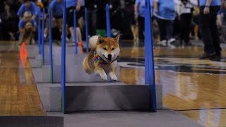 What is FlyBall  Seattle FlyDogs [upl. by Drofxer930]