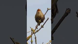 The Eurasian Wrens Enthusiastic Song  Bird Sounds shorts [upl. by Anwahsiek]