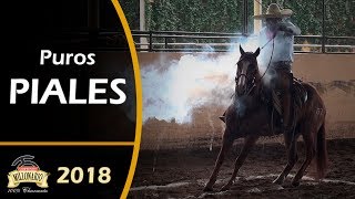 PUROS PIALES  Campeonato Millonario THV 2018 [upl. by Dottie]