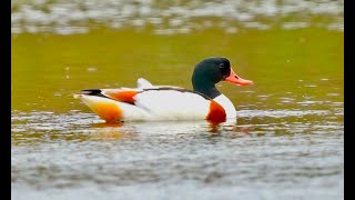 Common Shelduck 花鳧 [upl. by Salamone]