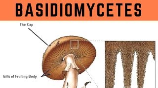 Basidiomycetes  Biological Classification  Vinay Biology [upl. by Artkele]