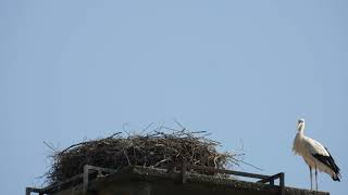 Storchennest Fridolfing 250624  HubschrauberAlarm  Da werden die großen ganz klein [upl. by Alyaj890]