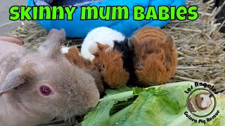 Rescued Skinny Guinea Pig Mum And Her Three Cute Babies [upl. by Halonna]