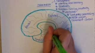 Brain Regions Overview [upl. by Ihcelek]