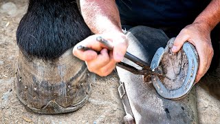 El HERRADOR DE CABALLOS Cambio de las HERRADURAS desgastadas a mano y cuidado total de sus CASCOS [upl. by Aikem]