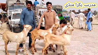 Madrasa bakra Mandi update top quality ke bacche  6 Jul 2024  makhi chena  gillani goat farm [upl. by Akissej]