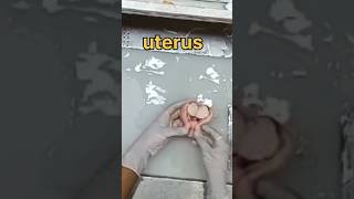 Uterus specimen grossing 🧐👀 [upl. by Odnama]