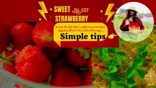 How to grow and harvest sweetest strawberries Top 10 golden tips for harvest sweetest strawberries [upl. by Vatsug]