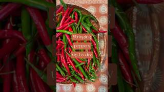 Stringing cayenne peppers up to dry [upl. by Chang]