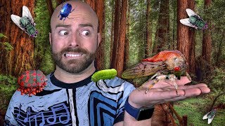 10 DEADLIEST Insects on Earth [upl. by Kipton717]